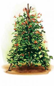 Vertical Gardening: Growing Beans Image
